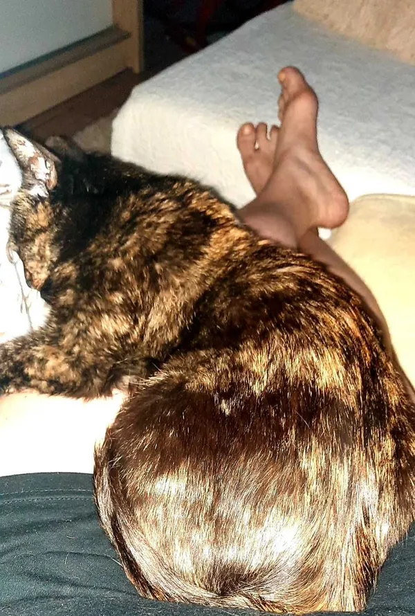 Zaginął kot, Rybnik, 10 września 2021 (6/7)