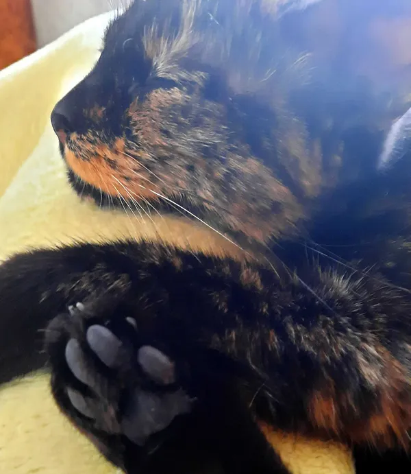 Zaginął kot, Rybnik, 10 września 2021 (7/7)