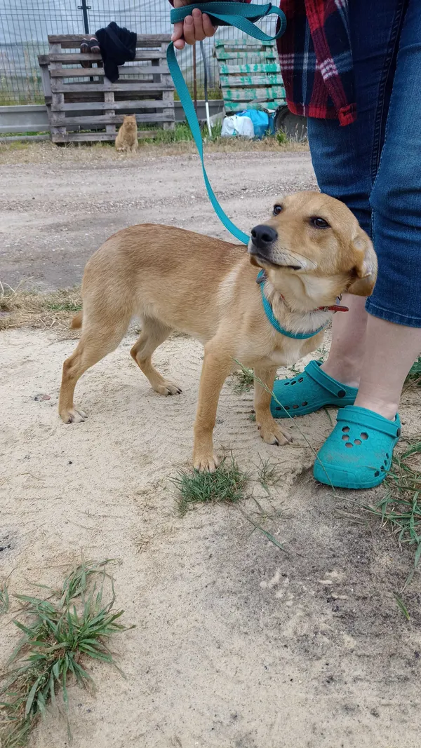 Znaleziono psa, Piotrków Trybunalski, 6 lipca 2022 (1/2)