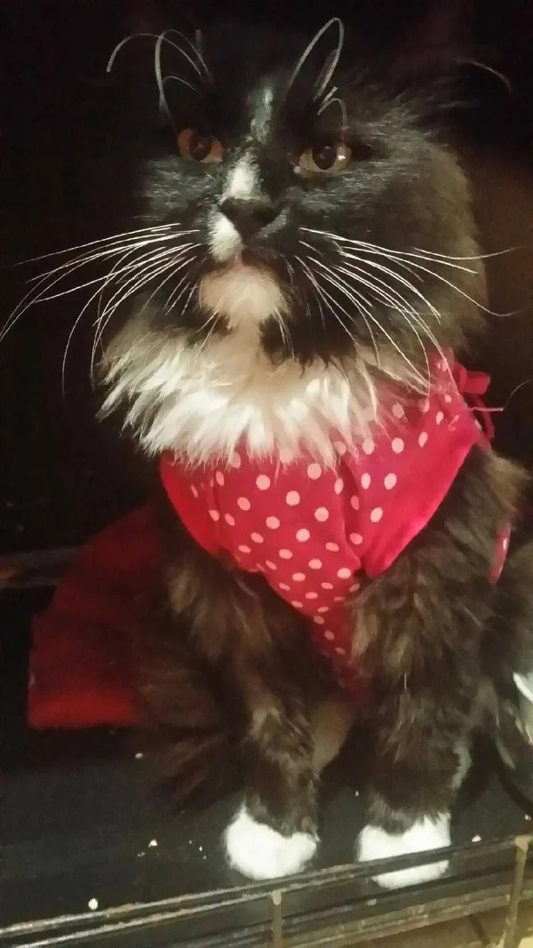 Znaleziono kota, Legnica, 6 czerwca 2022 (2/2)