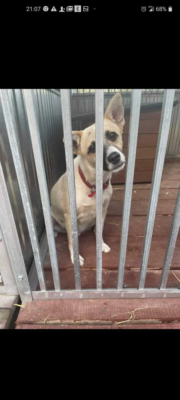 Znaleziono psa, Legionowo, 23 lipca 2021 (2/2)