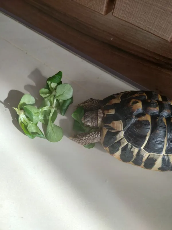 Zagineło zwierzę, Szyszczyce, 14 lipca 2022