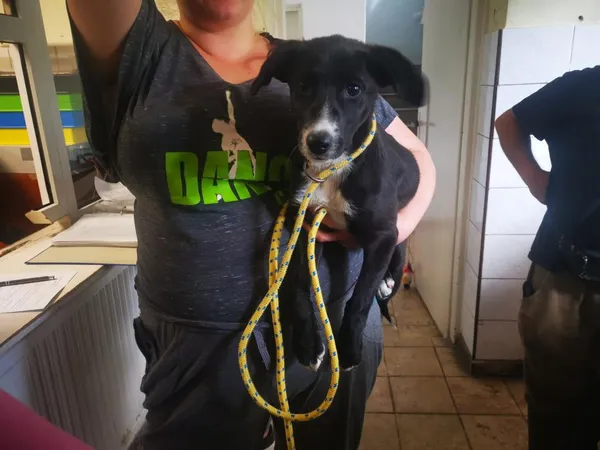 Znaleziono psa, Toruń, 15 lipca 2022