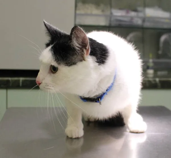 Znaleziono kota, Łódź, 16 lipca 2022 (1/9)