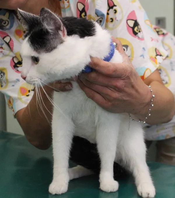 Znaleziono kota, Łódź, 16 lipca 2022 (5/9)