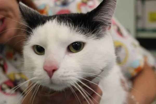 Znaleziono kota, Łódź, 16 lipca 2022 (9/9)