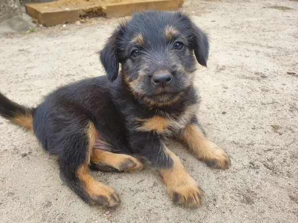 Oddam psa, Dygowo, 18 lipca 2022 (1/3)