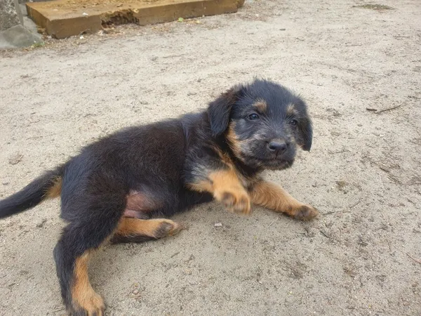 Oddam psa, Dygowo, 18 lipca 2022 (3/3)