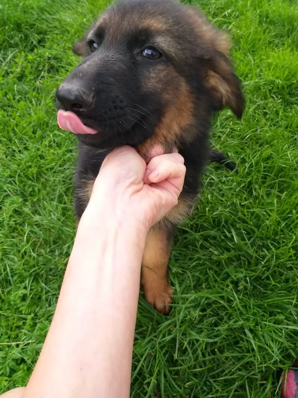 Oddam psa, Wąwolnica, 29 czerwca 2022 (1/4)