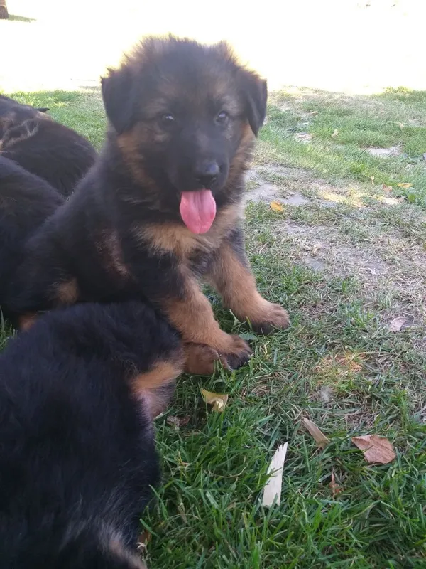 Oddam psa, Wąwolnica, 29 czerwca 2022 (4/4)