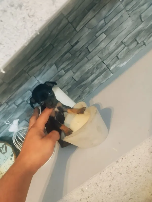 Oddam psa, Nowy Sącz, 19 lipca 2022 (1/5)