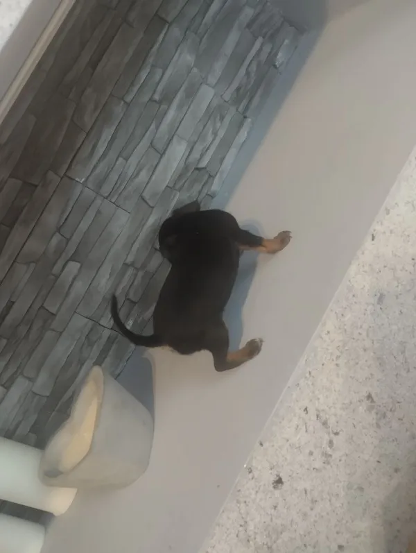 Oddam psa, Nowy Sącz, 19 lipca 2022 (2/5)