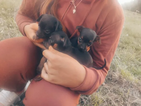 Oddam psa, Nowy Sącz, 19 lipca 2022 (3/5)