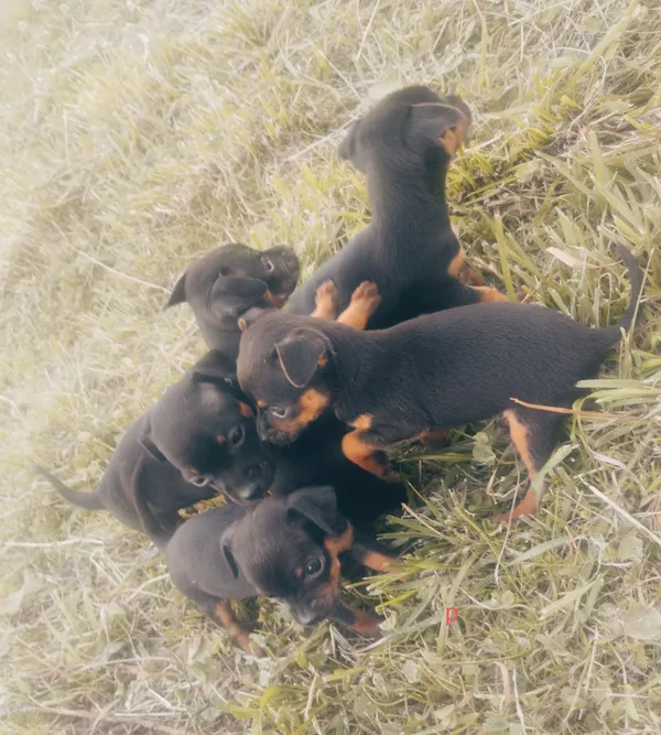 Oddam psa, Nowy Sącz, 19 lipca 2022 (4/5)