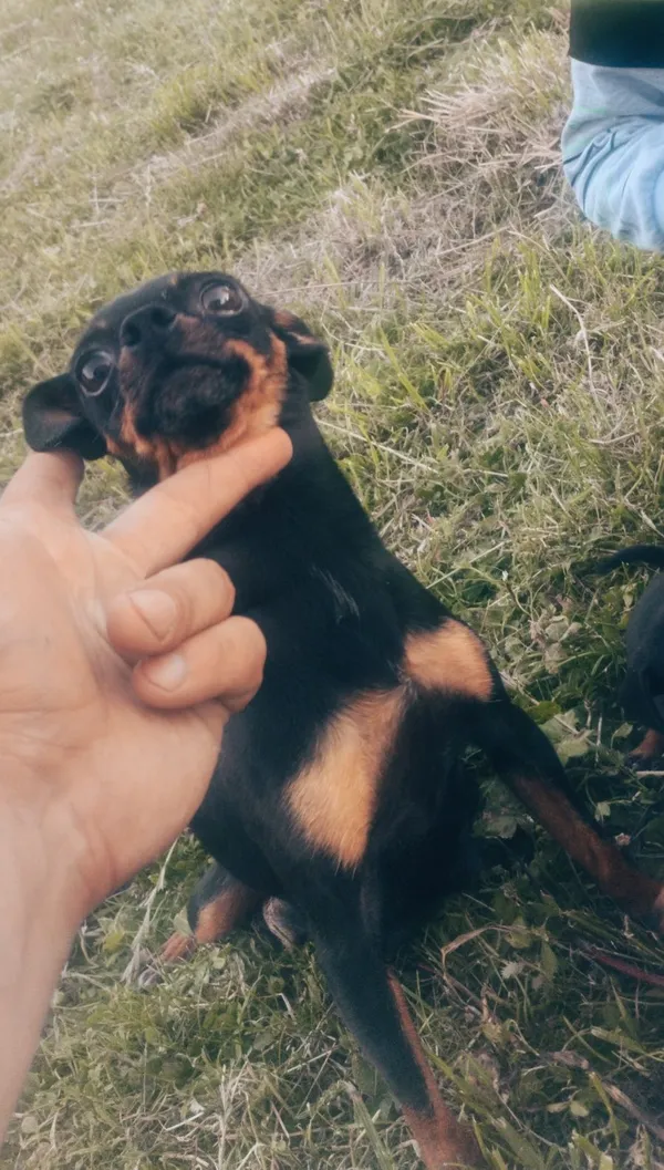 Oddam psa, Nowy Sącz, 19 lipca 2022 (5/5)