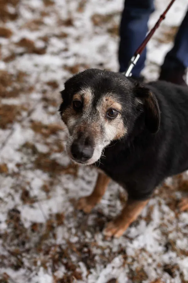 Oddam psa, Łódź, 20 lutego 2022 (1/5)