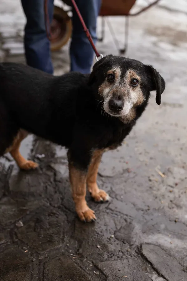 Oddam psa, Łódź, 20 lutego 2022 (4/5)