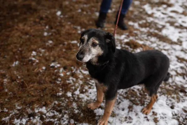 Oddam psa, Łódź, 20 lutego 2022 (5/5)