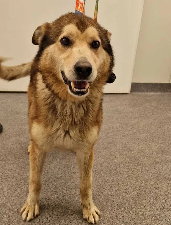 Znaleziono psa, Rędziny, 2 lipca 2022