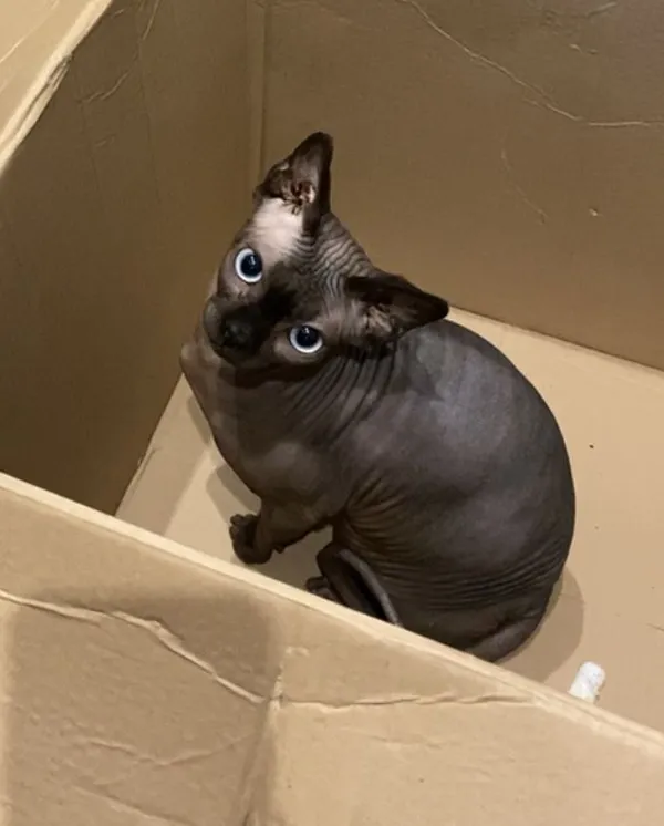 Zaginął kot, Bojano, 19 lipca 2022 (1/8)