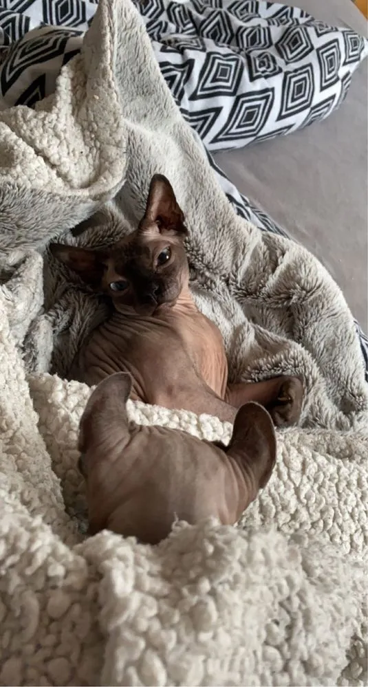 Zaginął kot, Bojano, 19 lipca 2022 (8/8)