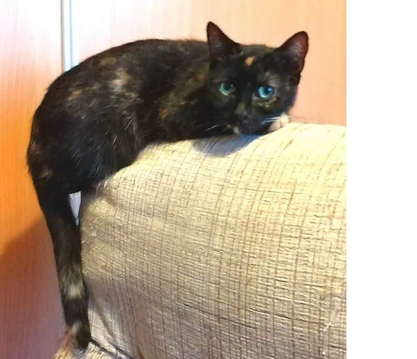 Zaginął kot, Karnin, 21 lipca 2022