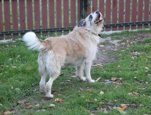 Oddam psa, Kraków, 9 marca 2021 (4/8)