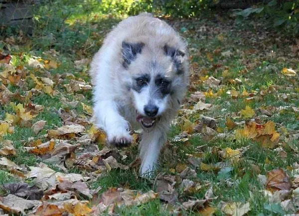 Oddam psa, Kraków, 9 marca 2021 (5/8)