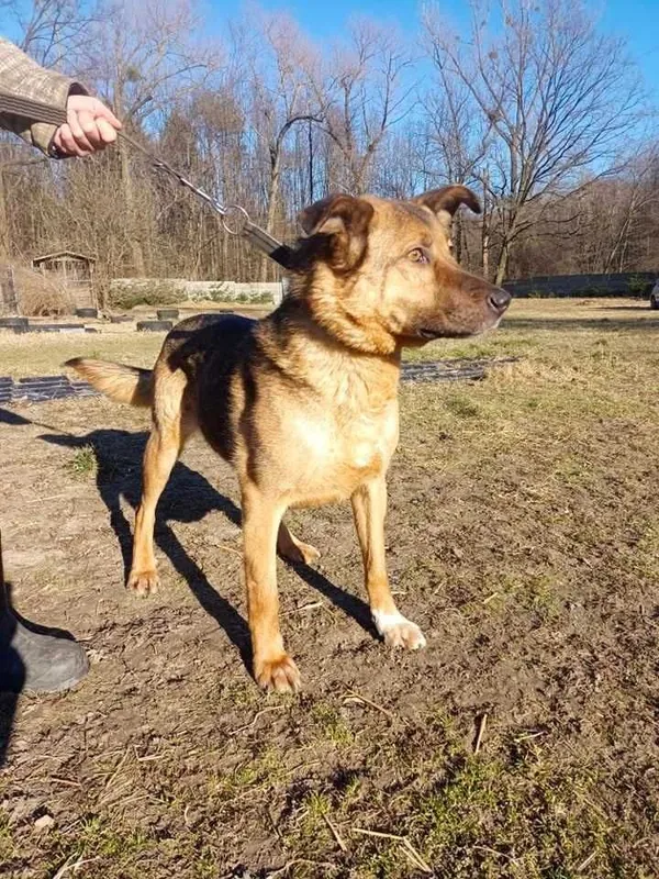 Oddam psa, Zgierz, 11 marca 2022 (1/5)