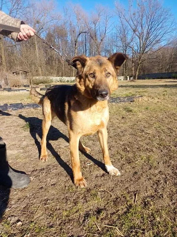 Oddam psa, Zgierz, 11 marca 2022 (3/5)