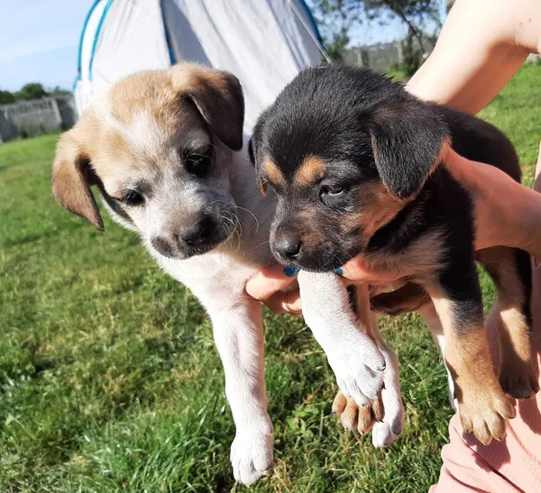 Oddam psa, Suliradzice, 21 lipca 2022 (1/2)