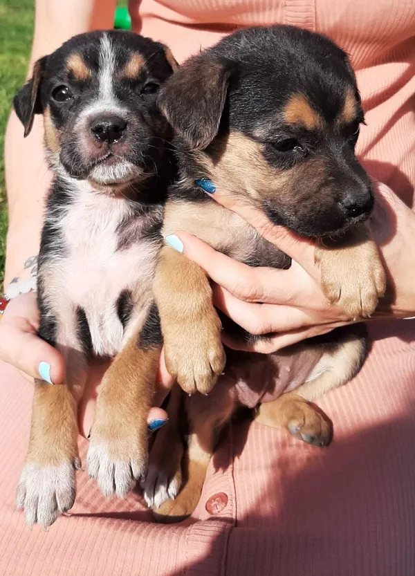 Oddam psa, Suliradzice, 21 lipca 2022 (2/2)