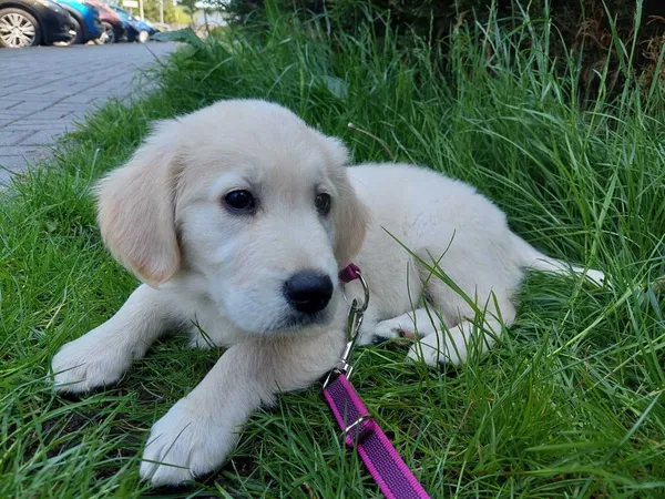 Oddam psa, Poznań, 22 lipca 2022 (1/3)