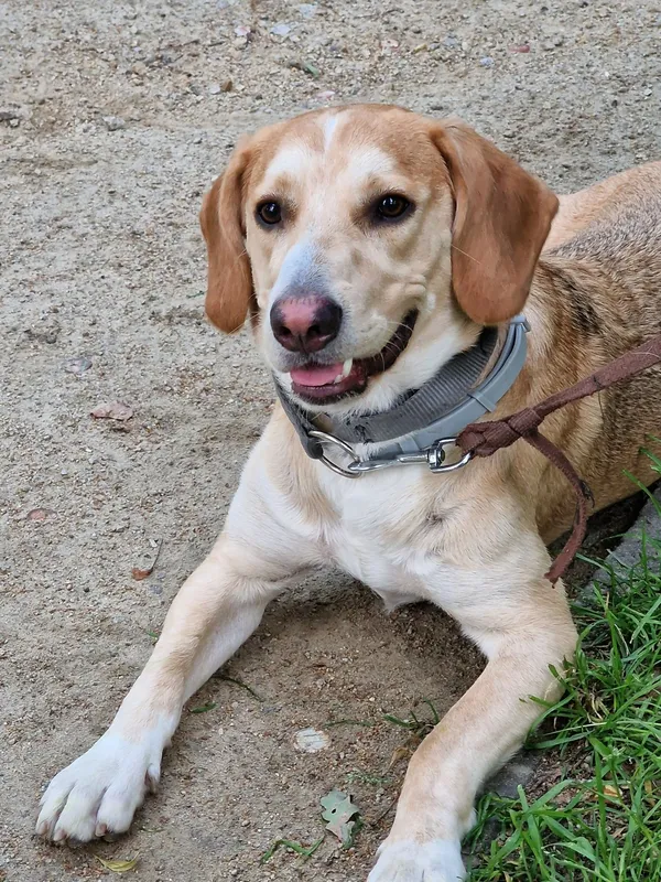 Oddam psa, Wrocław, 16 lipca 2022 (2/6)