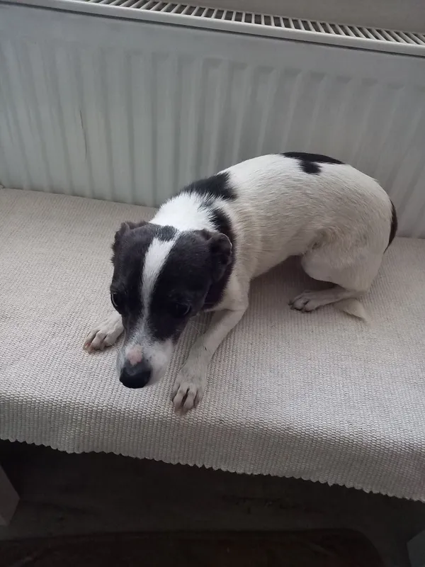 Znaleziono psa, Nowa Wieś, 22 lipca 2022