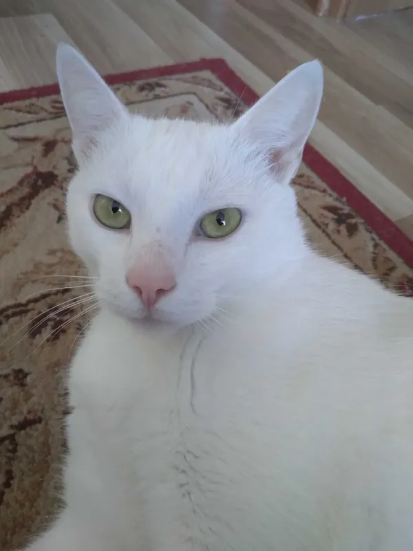 Zaginął kot, Mielec, 24 lipca 2022 (1/4)