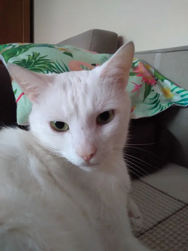 Zaginął kot, Mielec, 24 lipca 2022 (3/4)