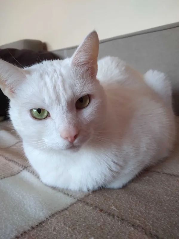 Zaginął kot, Mielec, 24 lipca 2022 (4/4)