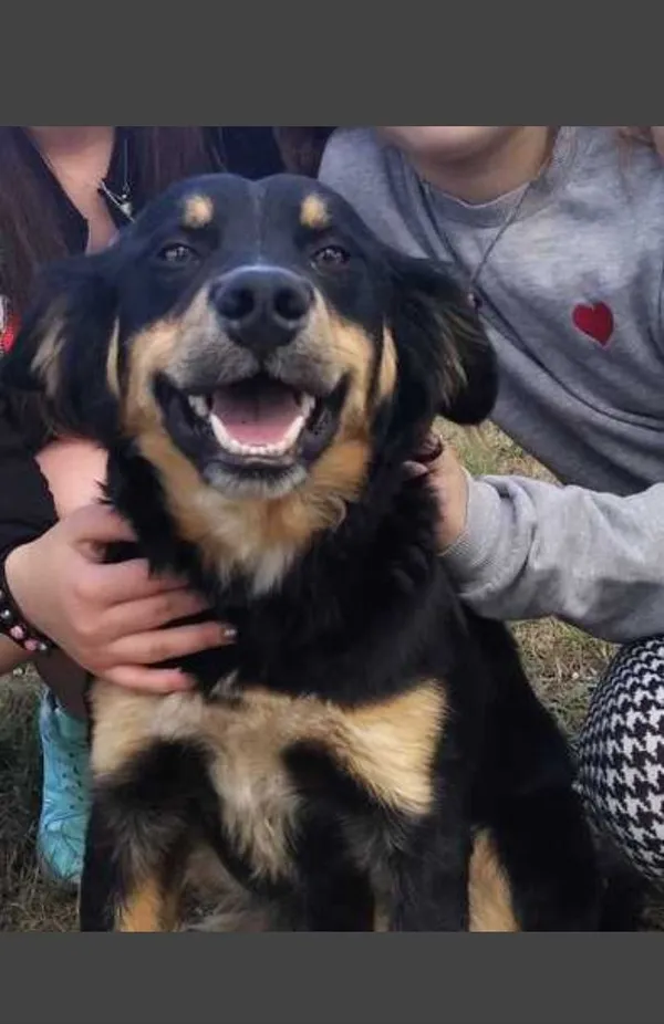 Znaleziono psa, Drążdżewo, 25 lipca 2022 (1/3)