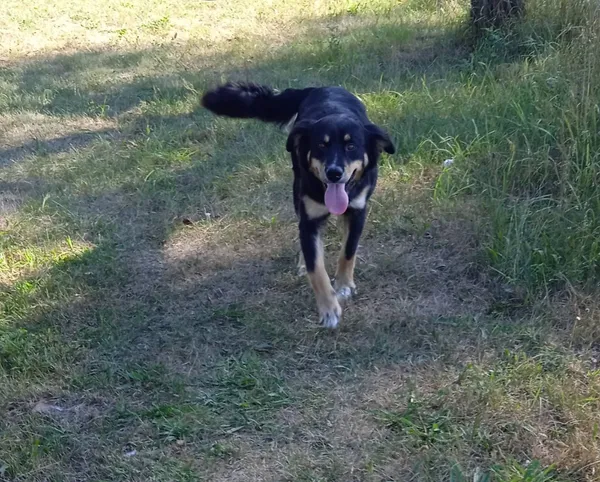 Znaleziono psa, Drążdżewo, 25 lipca 2022 (2/3)