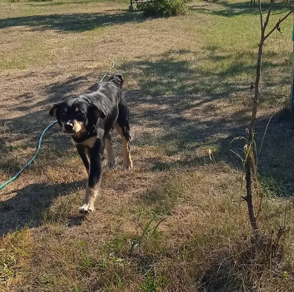 Znaleziono psa, Drążdżewo, 25 lipca 2022 (3/3)