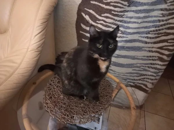 Zaginął kot, Bydgoszcz, 25 lipca 2022 (2/2)