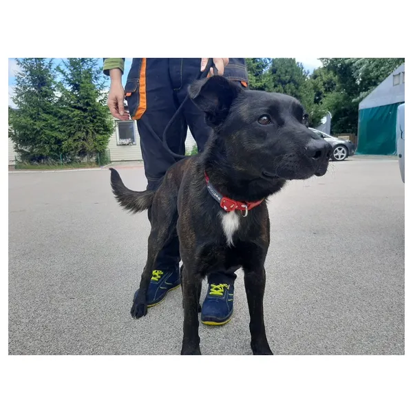 Znaleziono psa, Białystok, 15 lipca 2022