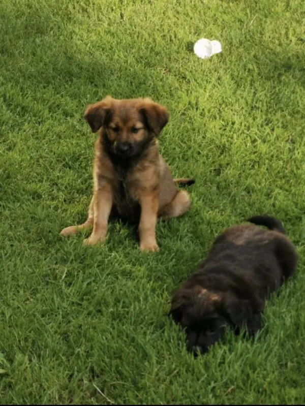 Oddam psa, Płońsk, 24 lipca 2022 (2/2)