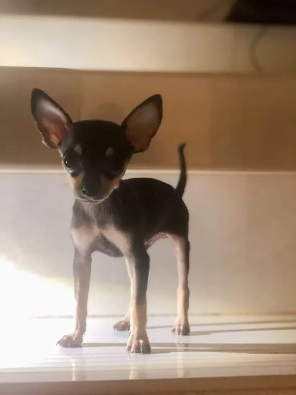 Oddam psa, Koło, 27 lipca 2022