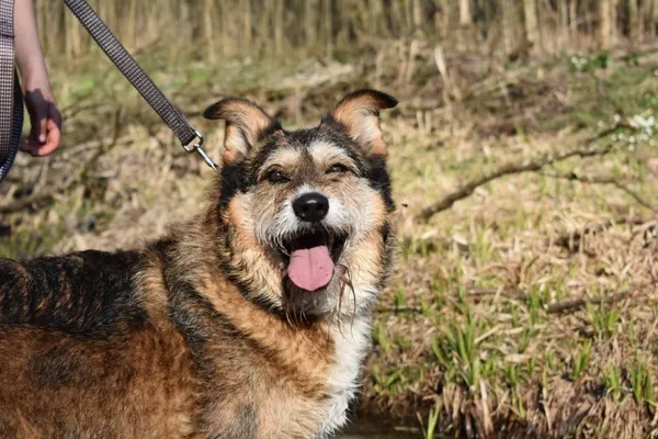 Oddam psa, Gdańsk, 12 października 2018 (7/8)