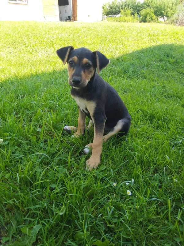 Oddam psa, Niewiadoma, 27 czerwca 2022 (1/4)