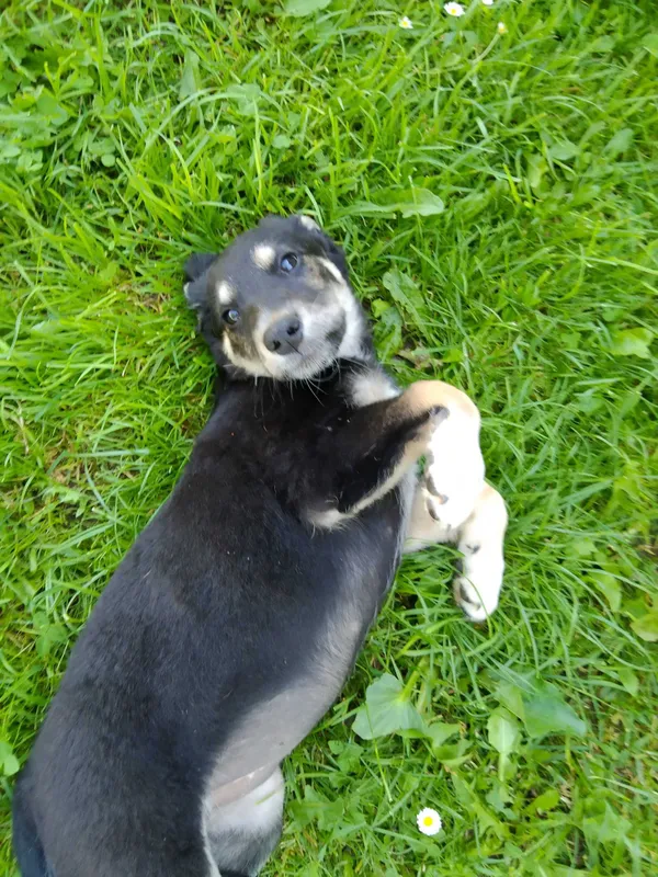 Oddam psa, Niewiadoma, 27 czerwca 2022 (2/4)