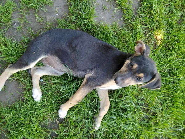 Oddam psa, Niewiadoma, 27 czerwca 2022 (4/4)