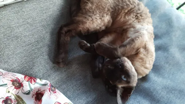 Zaginął kot, Wyszków, 27 lipca 2022 (2/2)